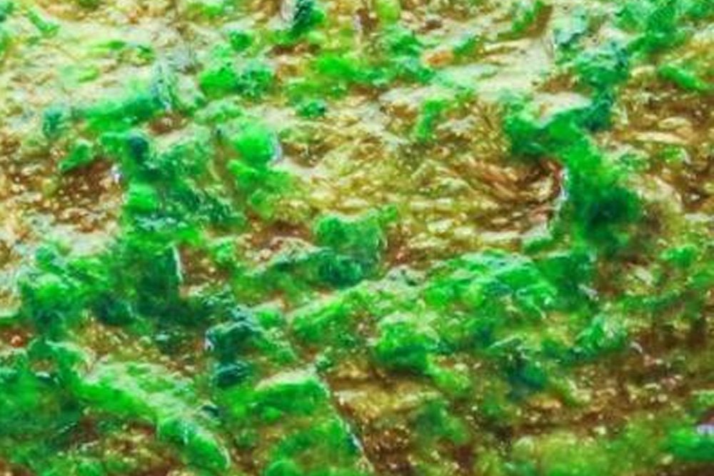 原石皮壳解密：蟒带/松花/藓的实战判断技巧与风险预警